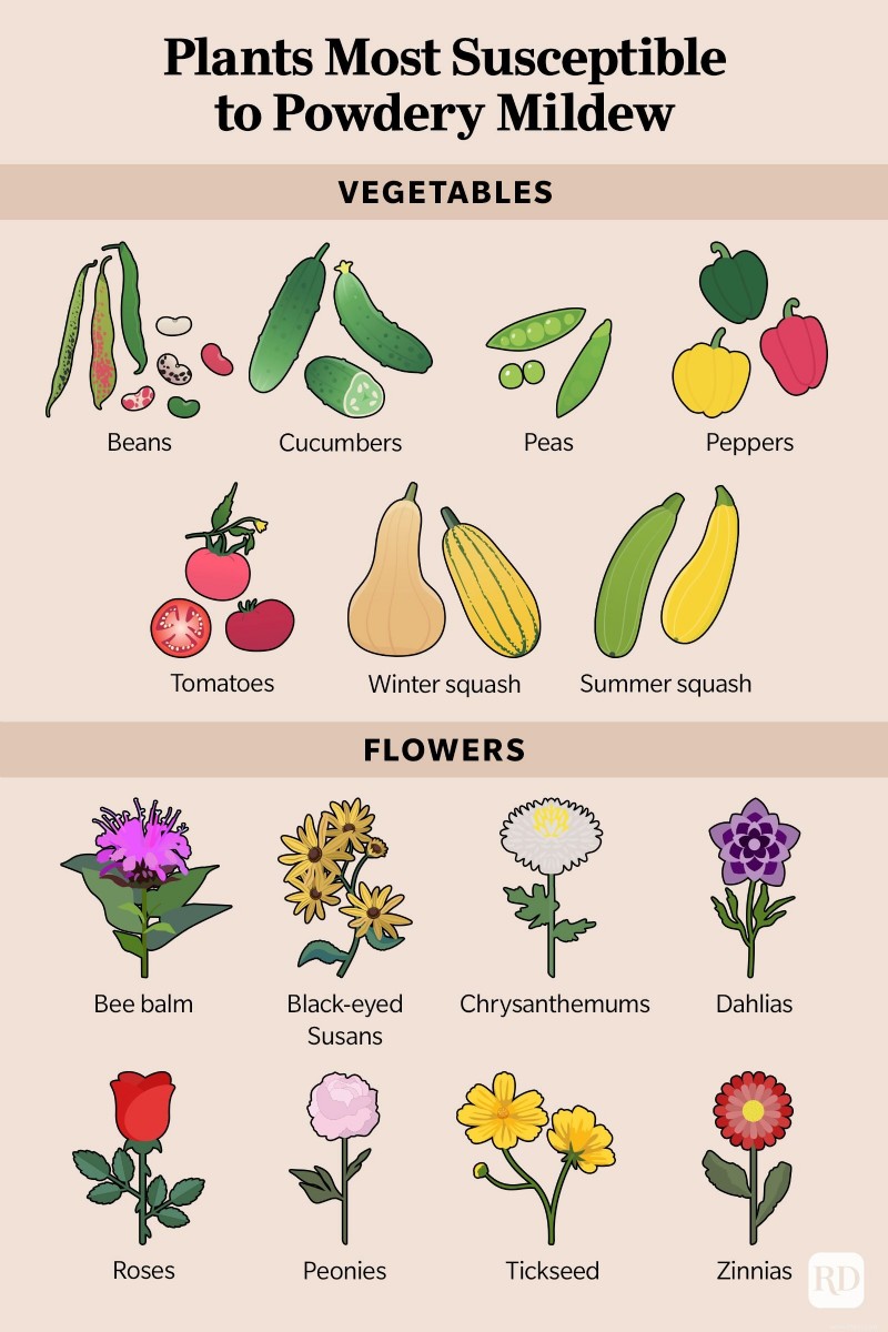 Voici ce que cela signifie si vous voyez de l oïdium sur vos plantes 