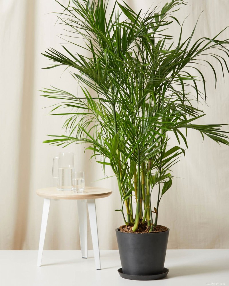 20 plantes purificatrices d air pour votre maison 