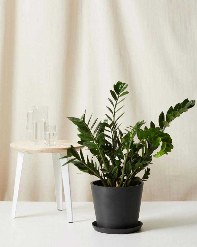 20 plantes purificatrices d air pour votre maison 