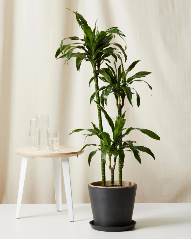 20 plantes purificatrices d air pour votre maison 