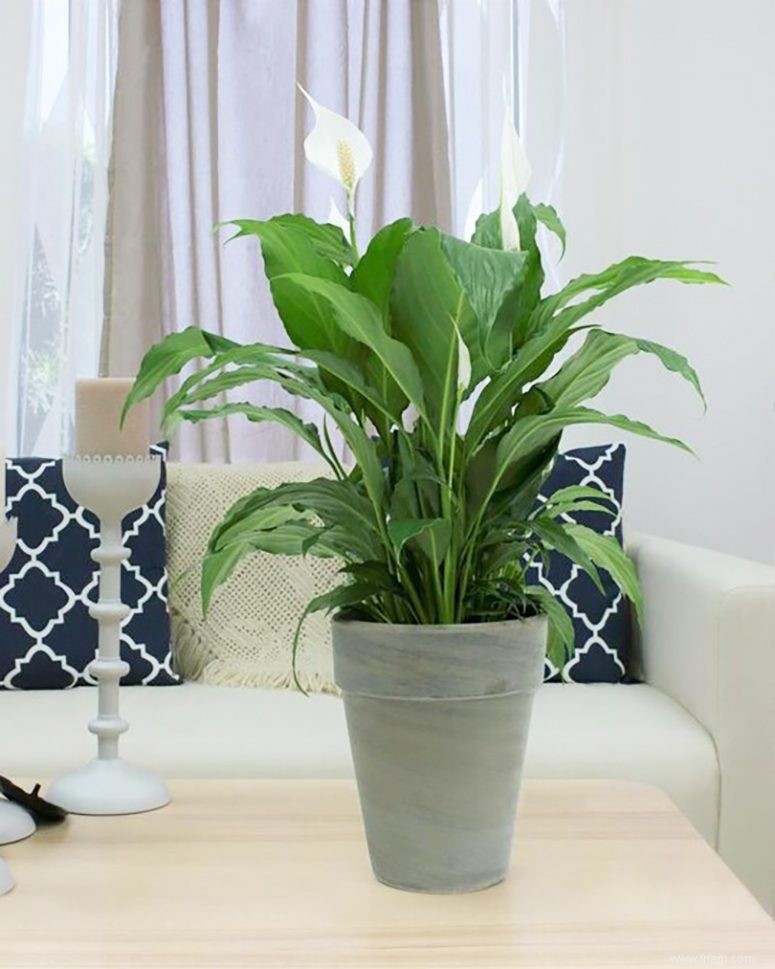 20 plantes purificatrices d air pour votre maison 