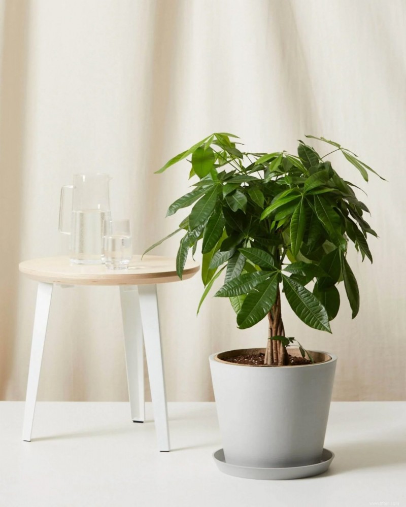 20 plantes purificatrices d air pour votre maison 