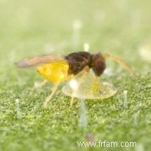 Insectes bénéfiques pour la lutte antiparasitaire 