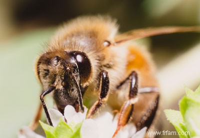 Programme USDA pour les abeilles pas assez 