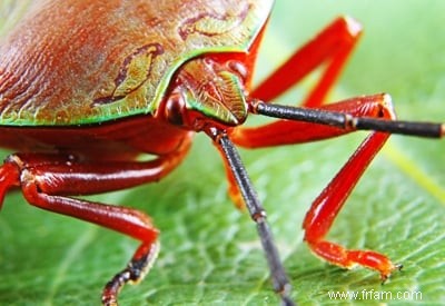 Lutte antiparasitaire de jardinage biologique 