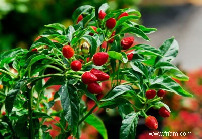 Jardins en conteneurs avec altitude 