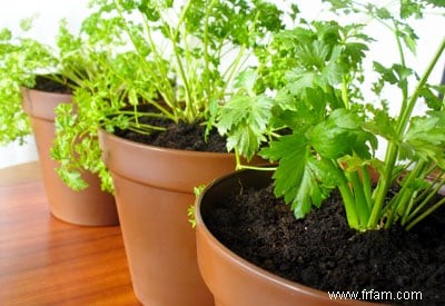 Avantages des plantes en pot 