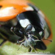 Coccinelles pour les ravageurs du jardin 