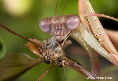 Vérité ou conséquences :un quiz sur les insectes bénéfiques 