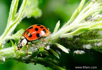 Coccinelles et Pucerons 