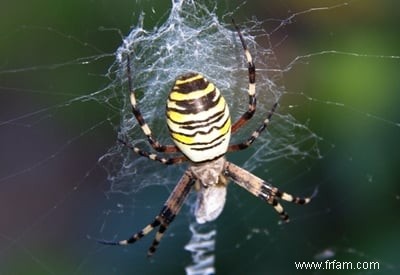 Charlotte’s Web … Dans votre jardin 