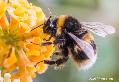 Les abeilles et les papillons luttent contre la mort 