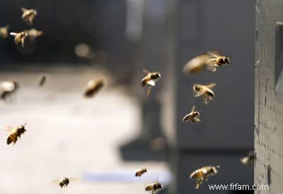 Déclin des abeilles et entreprises chimiques 