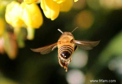 Population d abeilles en déclin 