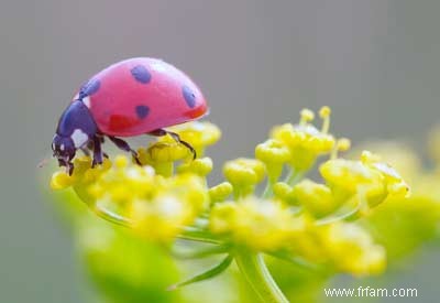 Les coccinelles à la rescousse 