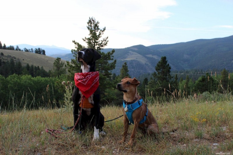 Voici l équipement de randonnée pour chien dont vous avez besoin pour emmener votre animal de compagnie en sac à dos 