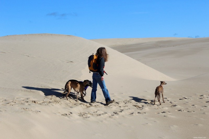 Voici l équipement de randonnée pour chien dont vous avez besoin pour emmener votre animal de compagnie en sac à dos 