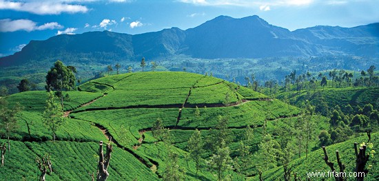 Sérendipité au Sri Lanka 