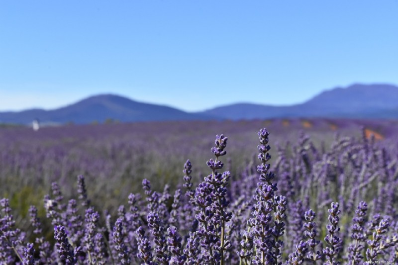 Tasmanie - Une destination de voyage écologique parfaite 