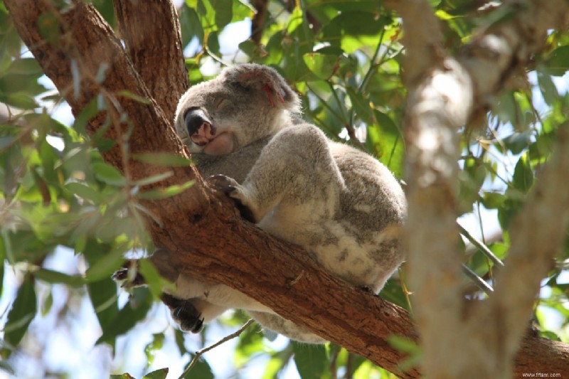 Se prélasser sur la Sunshine Coast australienne 