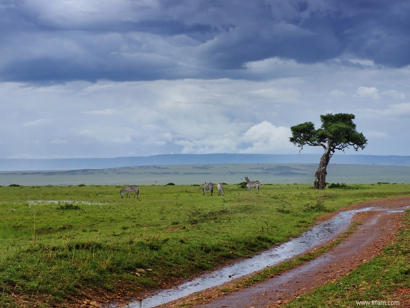 Un guide de la saison verte en Afrique 