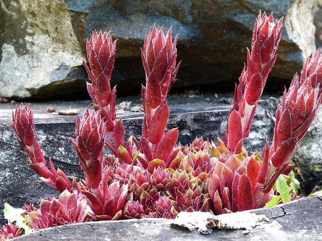 10 plantes adaptées aux animaux de compagnie qui sont parfaites pour votre jardin 