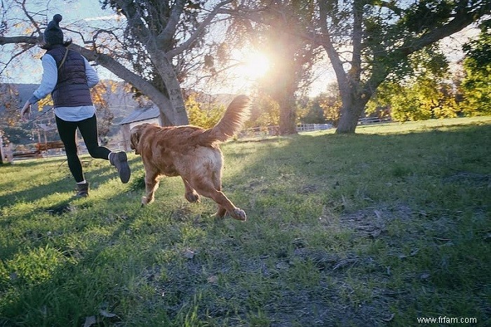 5 règles de promenade de chiens pour des promenades sûres et agréables 