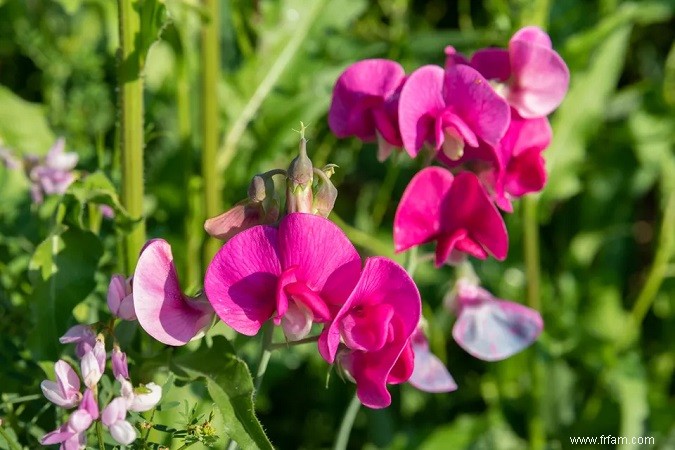 Ces idées de fleurs ajouteront de la couleur, de la chaleur et de la créativité à vos fêtes et événements 