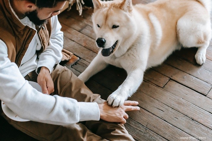 Comment dresser correctement votre chien et établir une connexion solide 