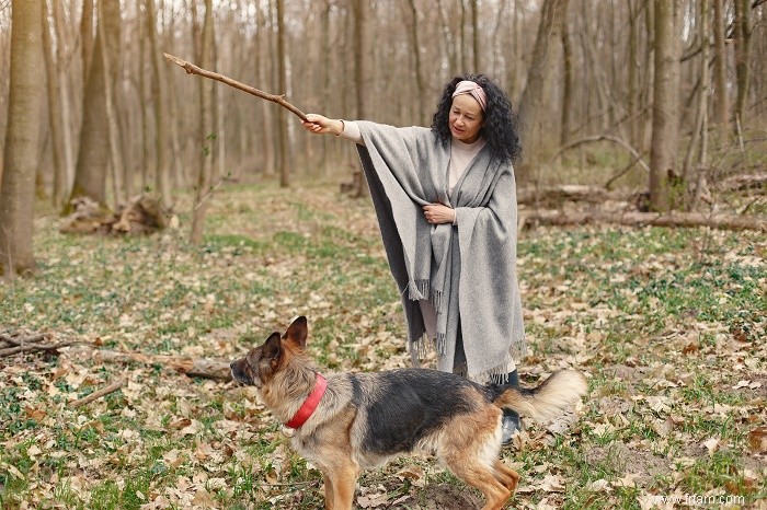 Comment dresser correctement votre chien et établir une connexion solide 