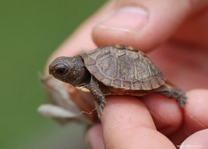 5 animaux qui font les meilleurs animaux de compagnie 