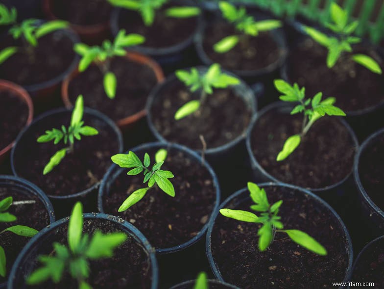 Comment concevoir un jardin économe en eau 