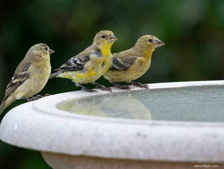 Comment empêcher les insectes de gâcher votre été 