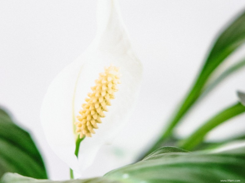 Votre liste de courses pour les plantes difficiles à tuer 