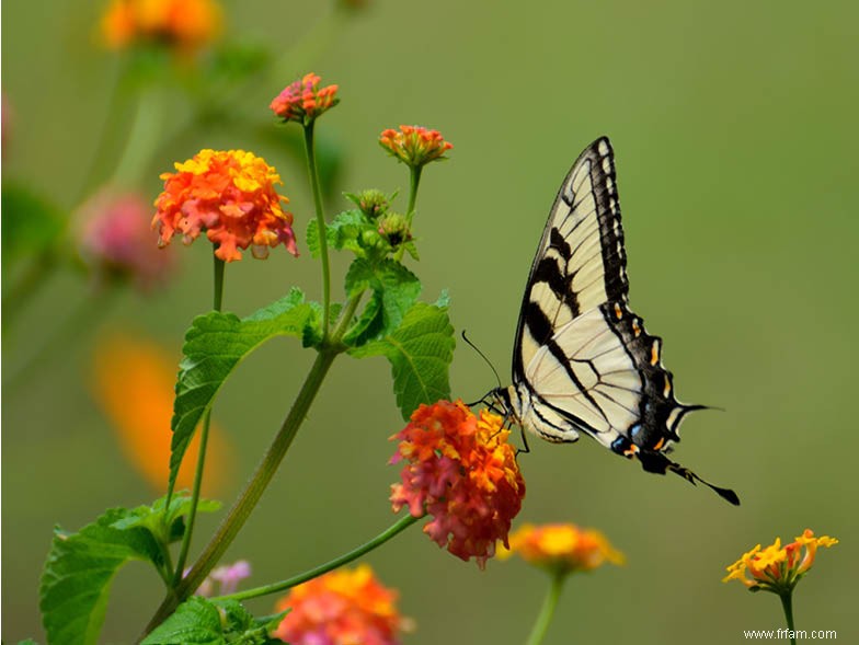 5 erreurs de jardinage à éviter 