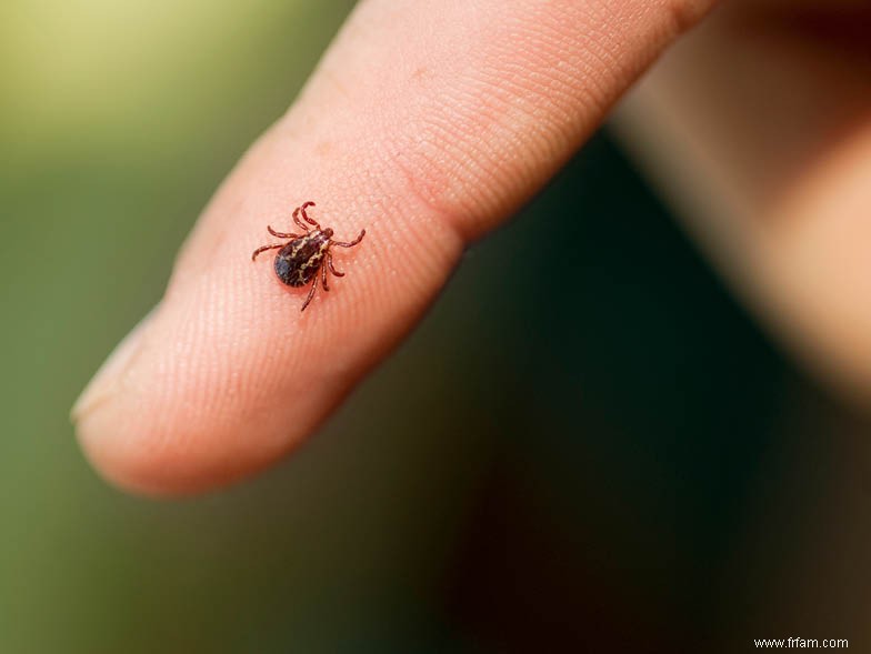 Soyez à l affût de ces insectes embêtants 