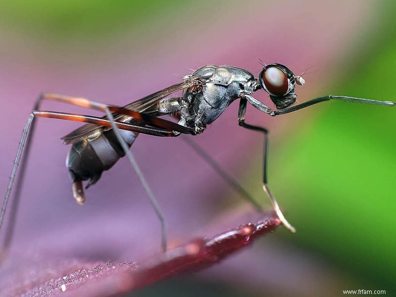 Soyez à l affût de ces insectes embêtants 