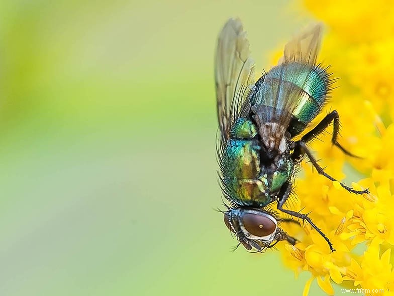 Soyez à l affût de ces insectes embêtants 