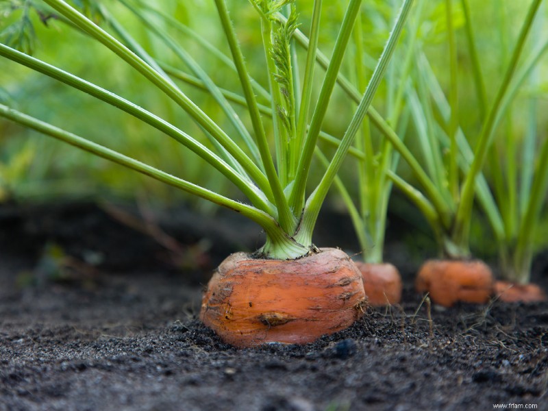 Conseils pour entretenir un potager 