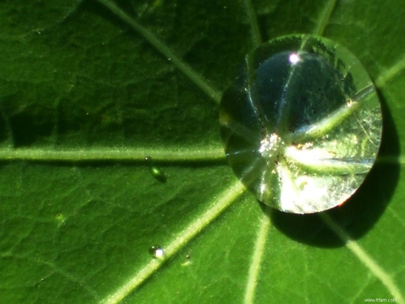 Conseils de jardinage printanier du nord-est 