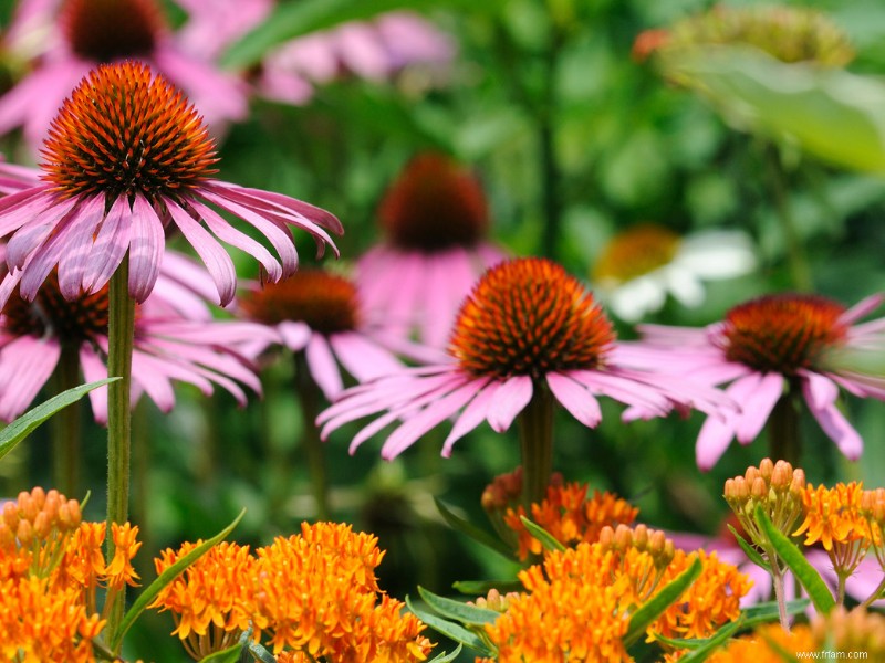 Conseils de jardinage printanier du nord-est 