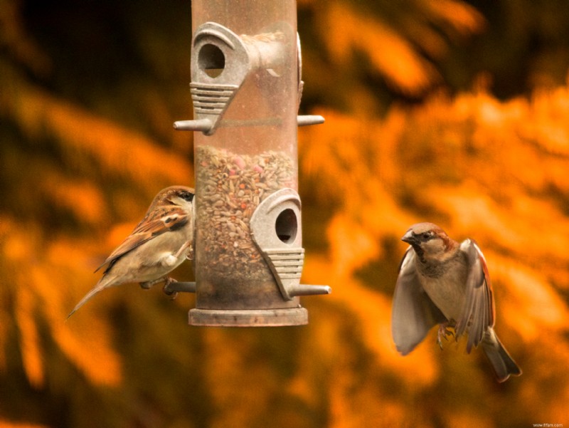 Suivez ces conseils pour attirer les oiseaux dans votre jardin 