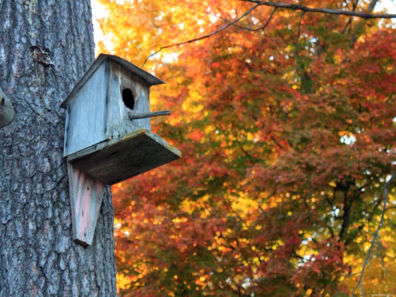 Suivez ces conseils pour attirer les oiseaux dans votre jardin 