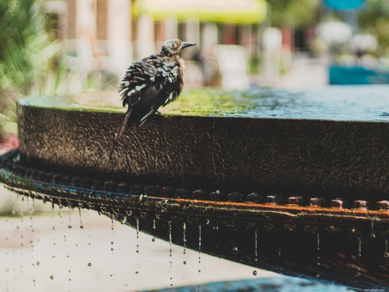 Suivez ces conseils pour attirer les oiseaux dans votre jardin 