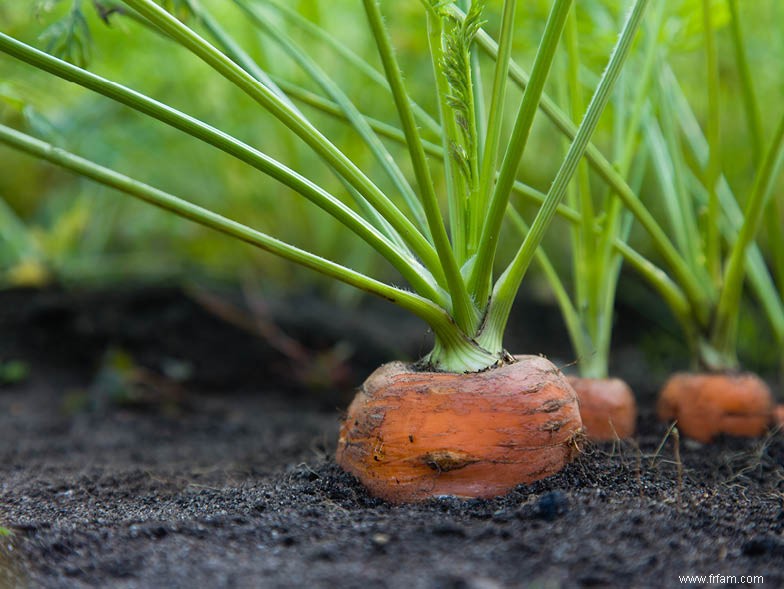 Conseils de jardinage du sud du printemps 