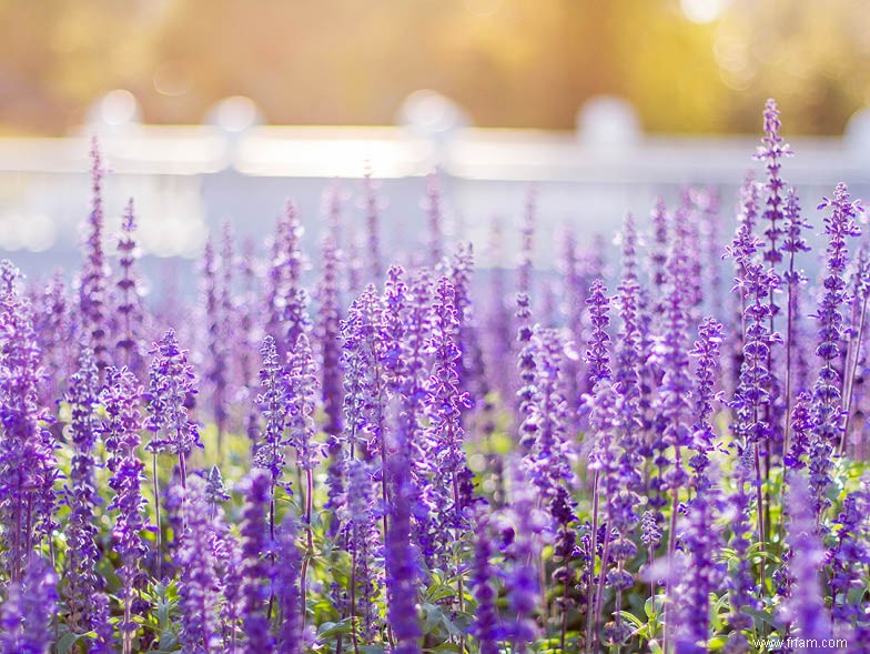 Conseils de jardinage du sud du printemps 