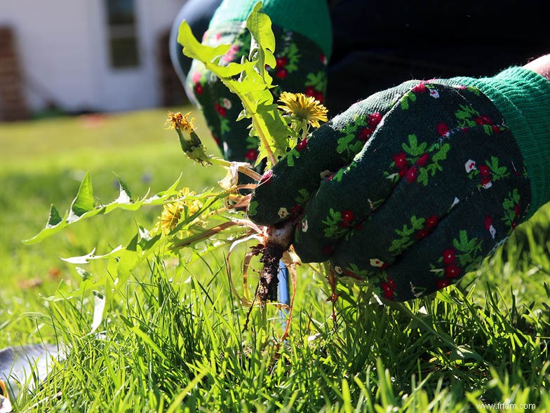 Conseils de jardinage printanier du nord-ouest du Pacifique 