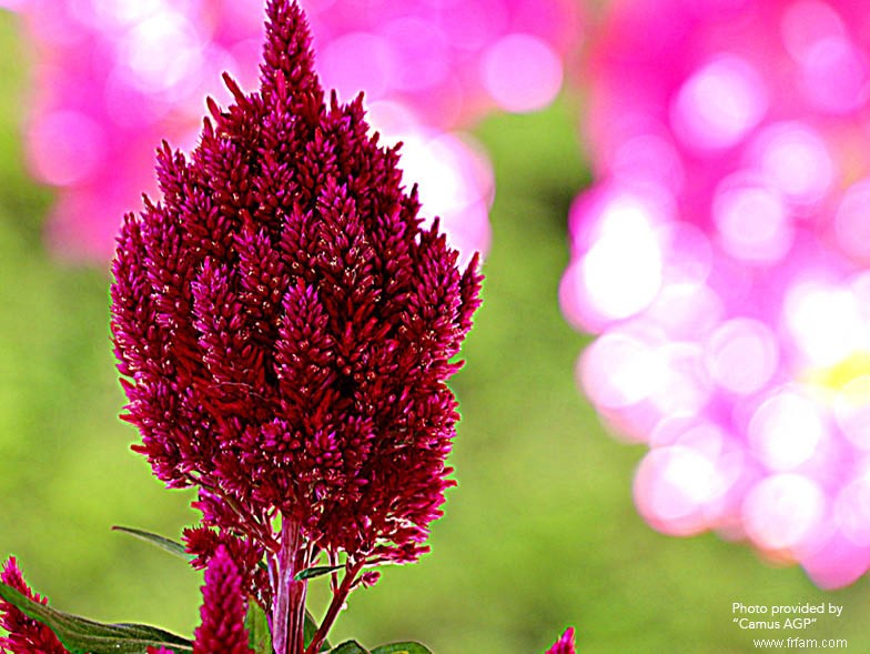 Ces fleurs sont parfaites pour l automne 