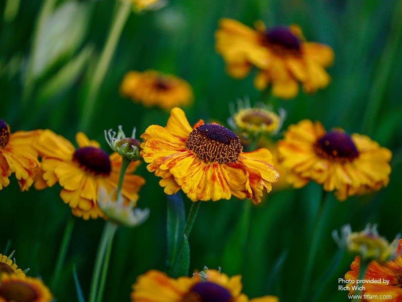 Ces fleurs sont parfaites pour l automne 