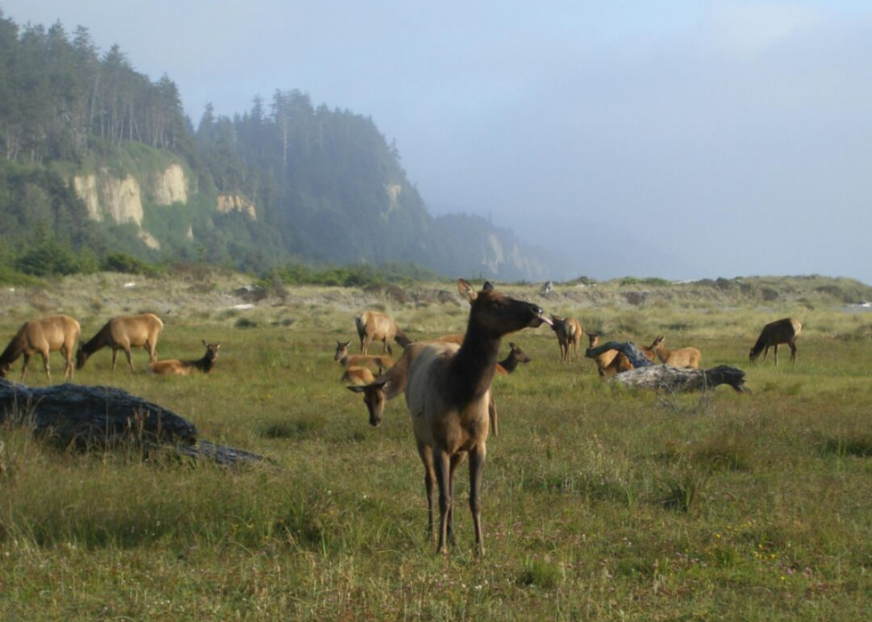 États où vous êtes le plus susceptible de frapper un cerf 